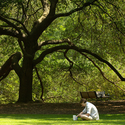 student sitting on green lawn near oak tree
